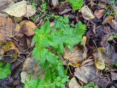 Urtica urens