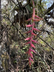 Tillandsia prodigiosa