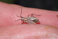 Horistus orientalis