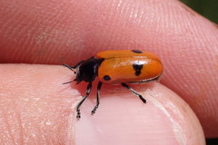 Clytra quadripunctata