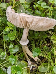 Volvopluteus gloiocephalus