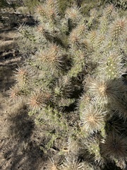 Cylindropuntia fulgida