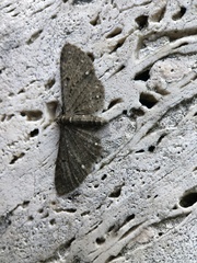 Eupithecia tripunctaria