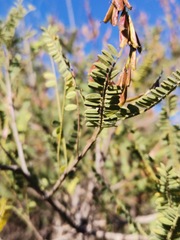 Eysenhardtia polystachya