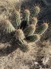 Echinocereus engelmannii