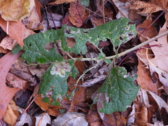 Calycomyza flavinotum
