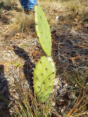 Opuntia humifusa