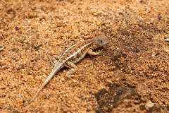 Chalarodon madagascariensis