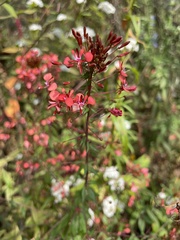 Lopezia racemosa