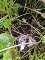 Volvopluteus gloiocephalus