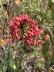 Lopezia racemosa