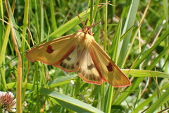 Diacrisia sannio