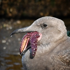 Glaucous-Winged Gull photo 6