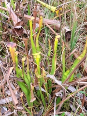 Sarracenia flava