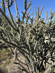 Cylindropuntia thurberi versicolor