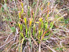 Sarracenia flava