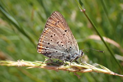 Lycaena hippothoe