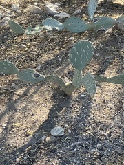 Opuntia polyacantha