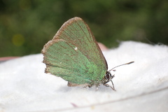 Callophrys rubi