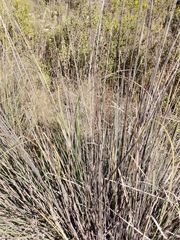 Muhlenbergia lindheimeri