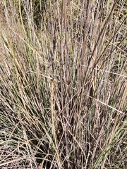Muhlenbergia lindheimeri