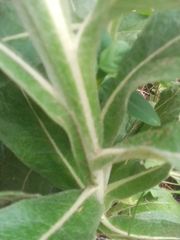 Pterocaulon