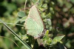 Callophrys rubi