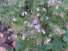 Hedeoma hyssopifolia
