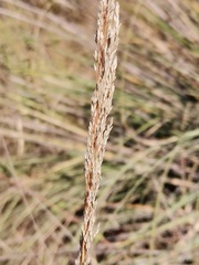 Muhlenbergia lindheimeri