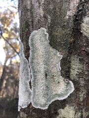 Cryptothecia striata