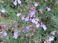 Hedeoma hyssopifolia