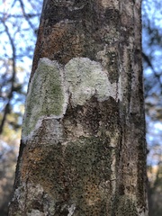 Cryptothecia striata