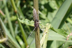 Agapanthia villosoviridescens