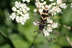 Clytus arietis