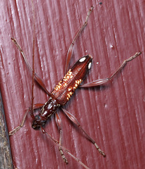 Coptocercus multitrichus