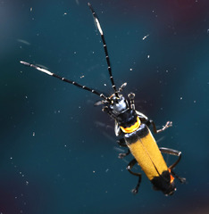 Chauliognathus imperialis
