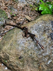Phyllobates lugubris