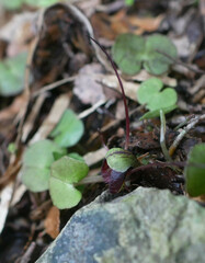 Corybas obscurus