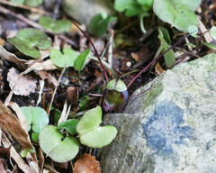 Corybas obscurus