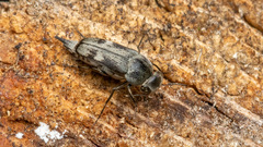 Tomoxia bucephala