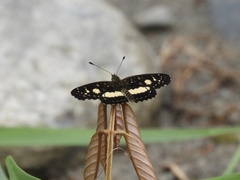 Castilia angusta