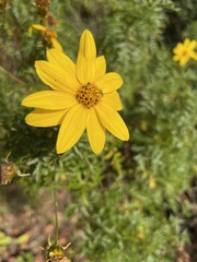 Bidens triplinervia