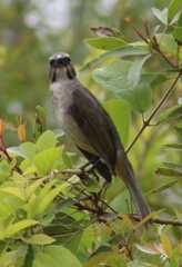 Saltator similis
