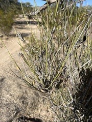 Ephedra trifurca