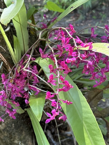 Ascoglossum