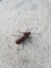 Prionoplus reticularis