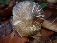 Tricholoma sciodes