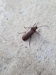 Prionoplus reticularis