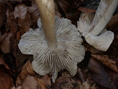 Tricholoma sciodes