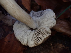 Tricholoma sciodes